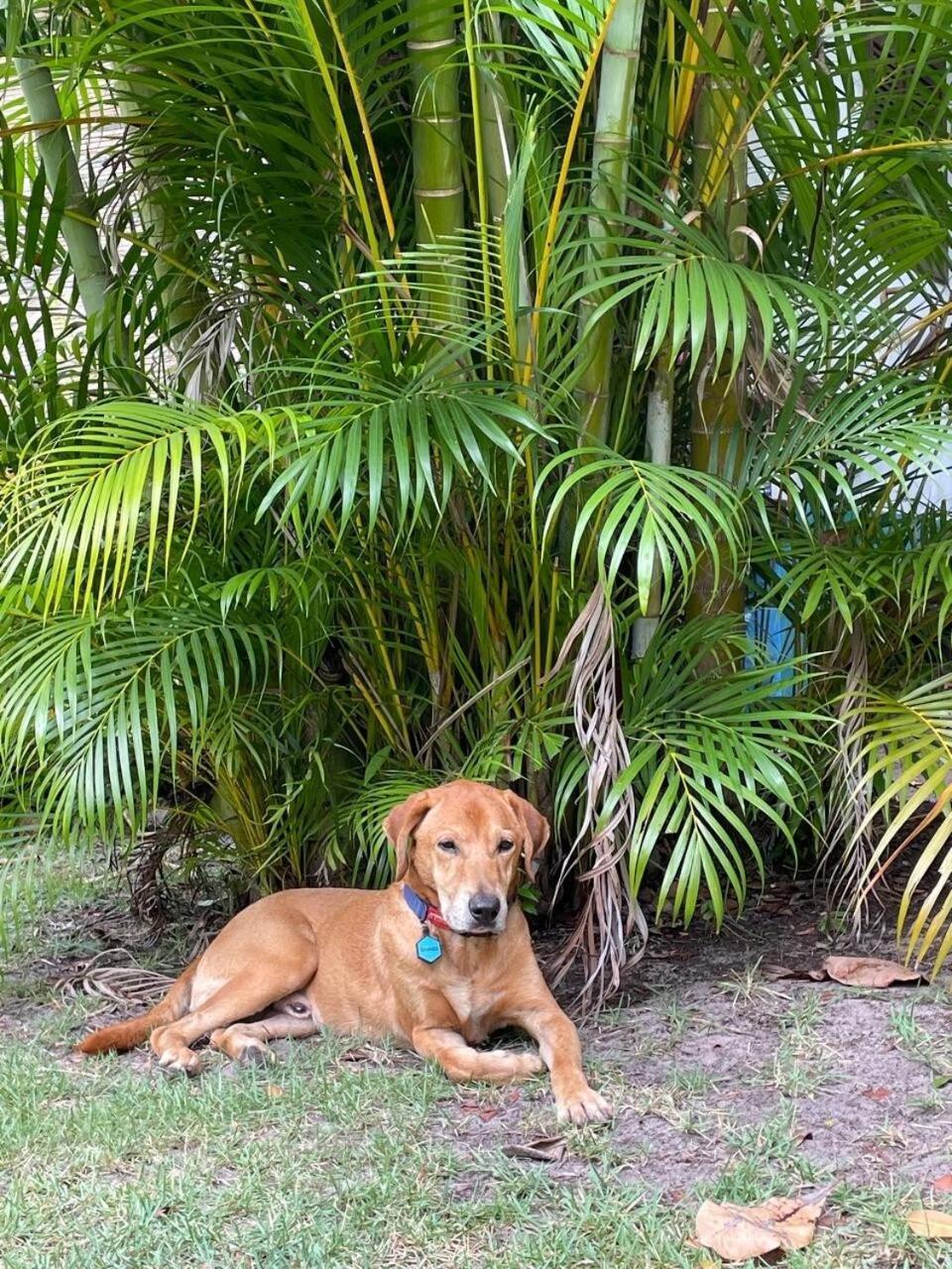 Privacidade, Sossego E Axe Em Taipu De Fora Barra Grande  Luaran gambar